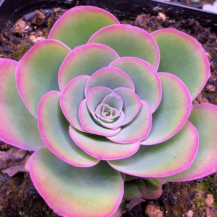 日不落捧花5.8厘米11242424353