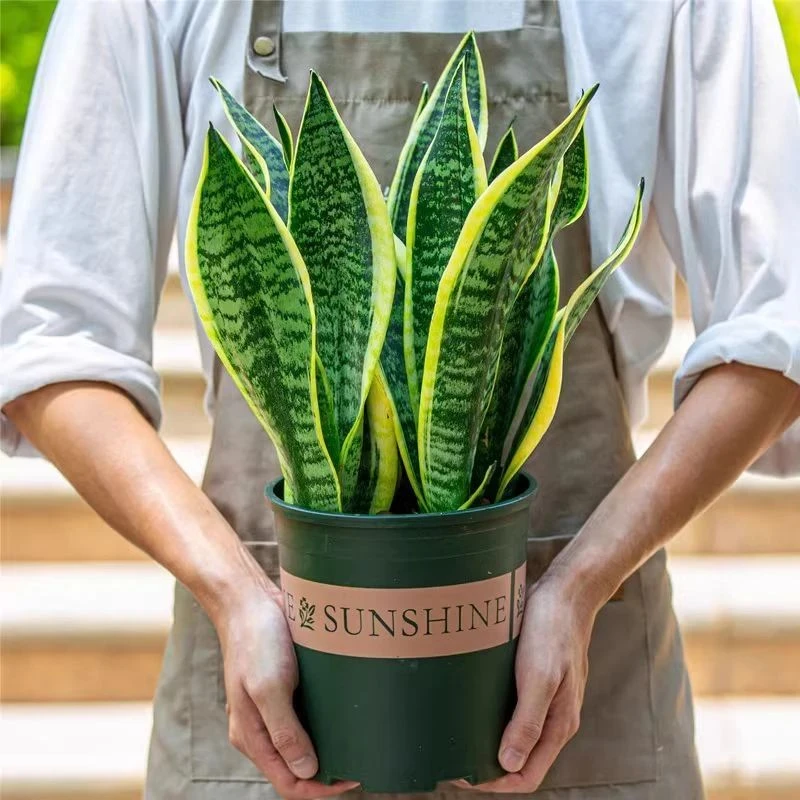 金边虎皮兰盆栽老桩大苗室内阳台客厅办公室桌面植物绿植花卉大号