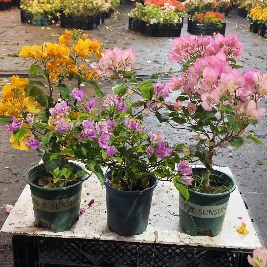 大部分花苞少量开放加州黄，雪紫，五宝