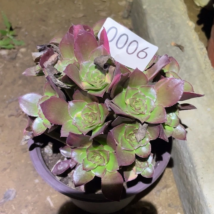 参*多肉植物法师6魅影七彩