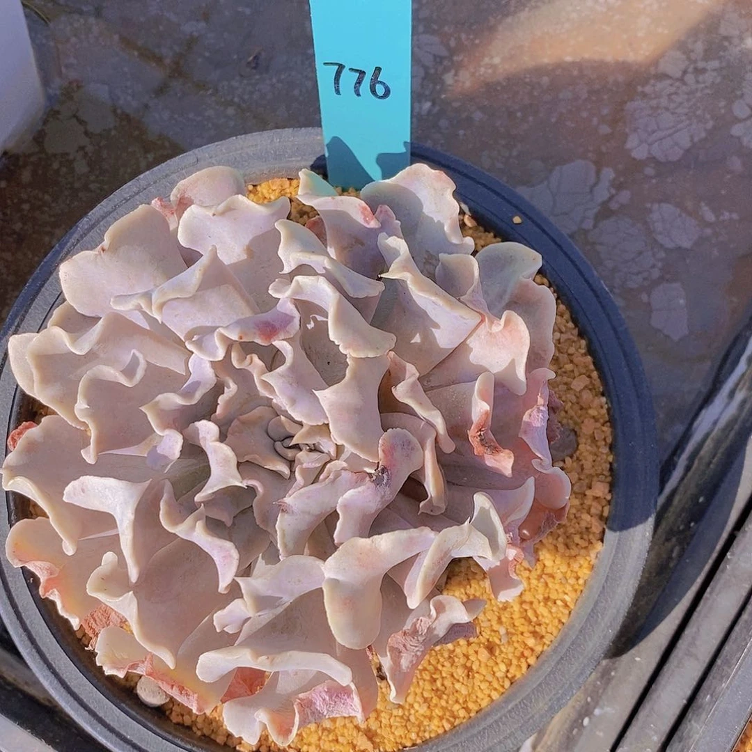 776多肉植物老桩