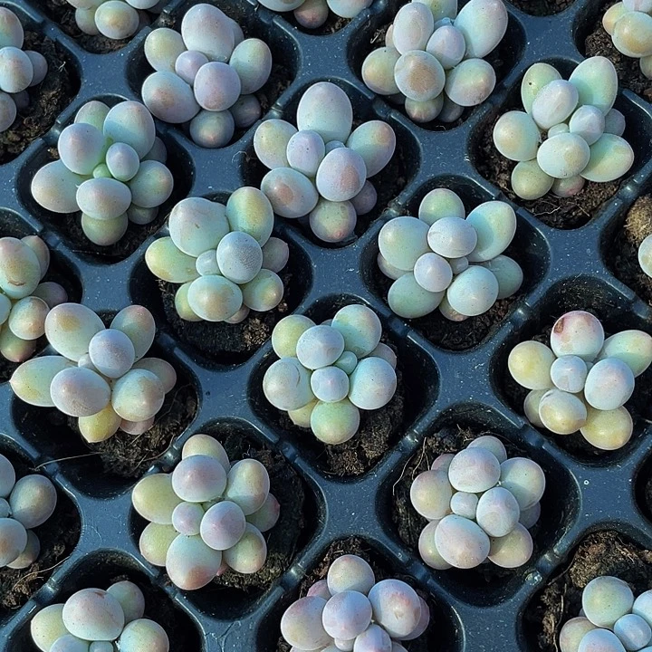 小汤圆1元带土发