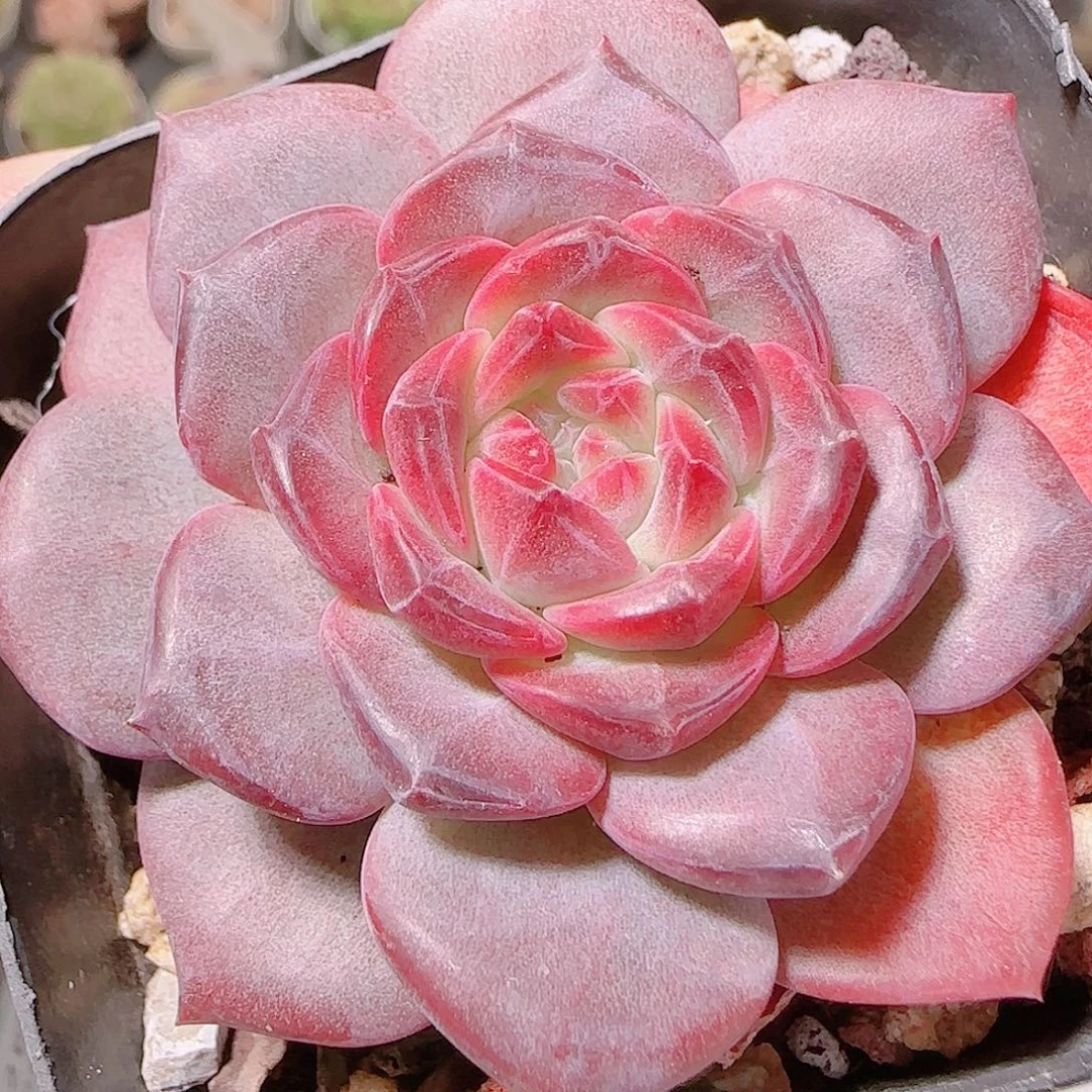 花语逸镜1122-141天使琥珀