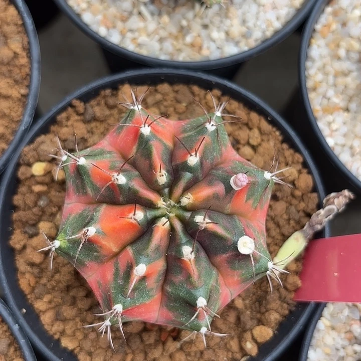 824-0625泰国发货