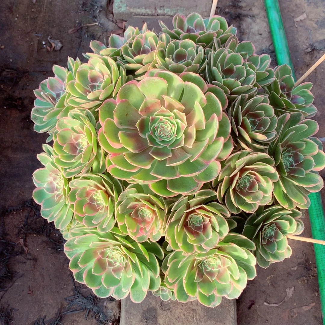 粉花妖，多肉植物的