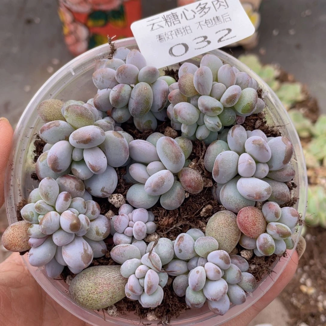 云糖心多肉植物32