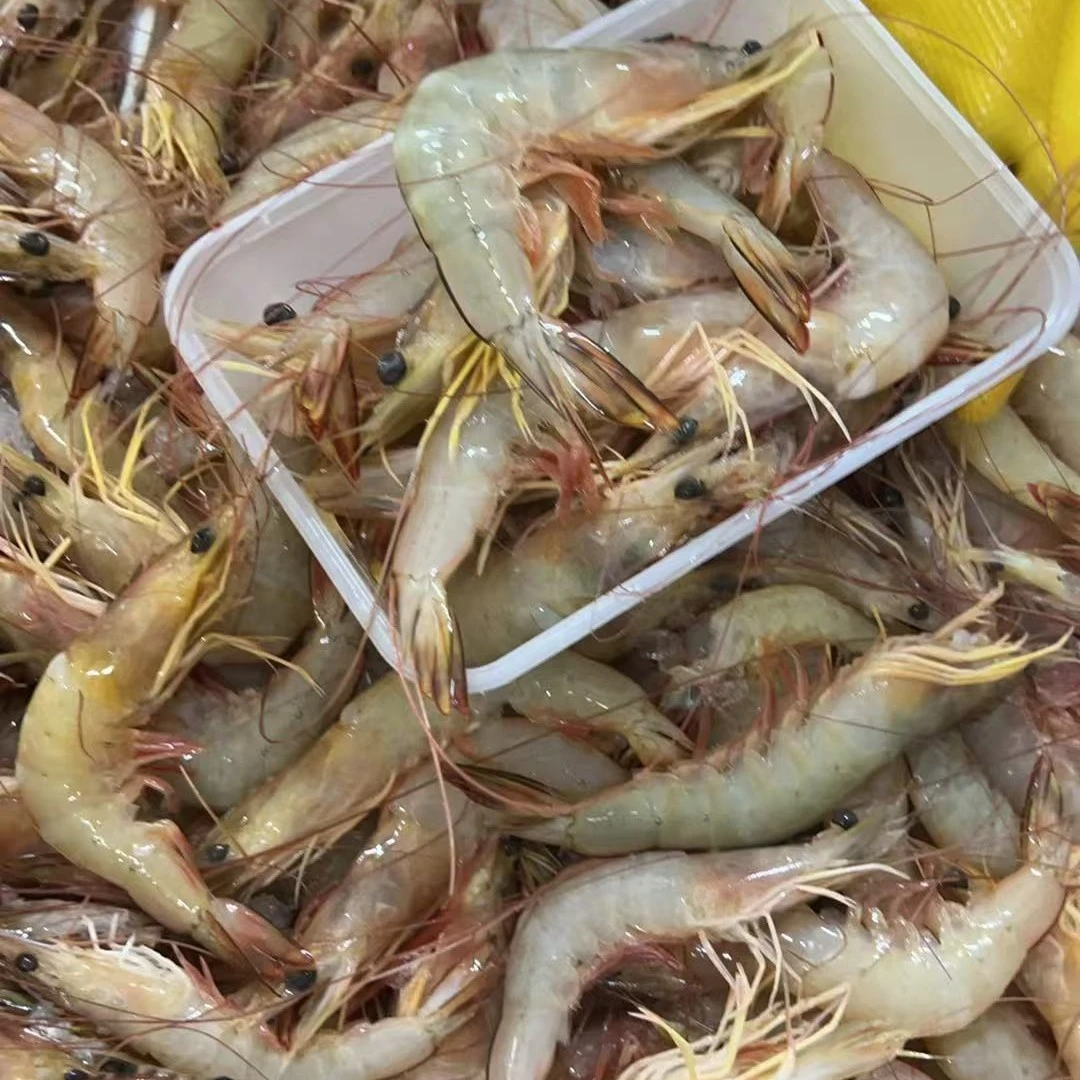 天然 野生 海捕明虾 虾白 断头虾 残次 介意慎拍  阳江海陵岛