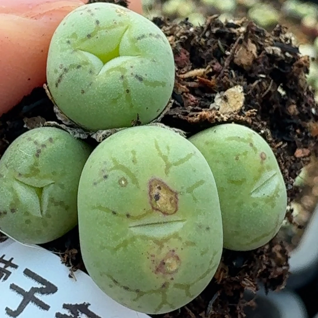 763一颗00000000000