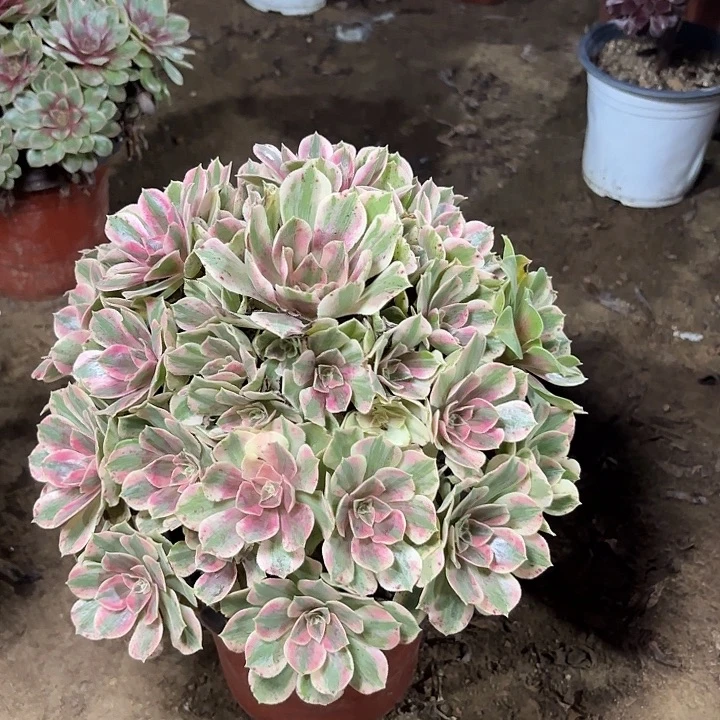 ****猫多肉植物法师女妖66