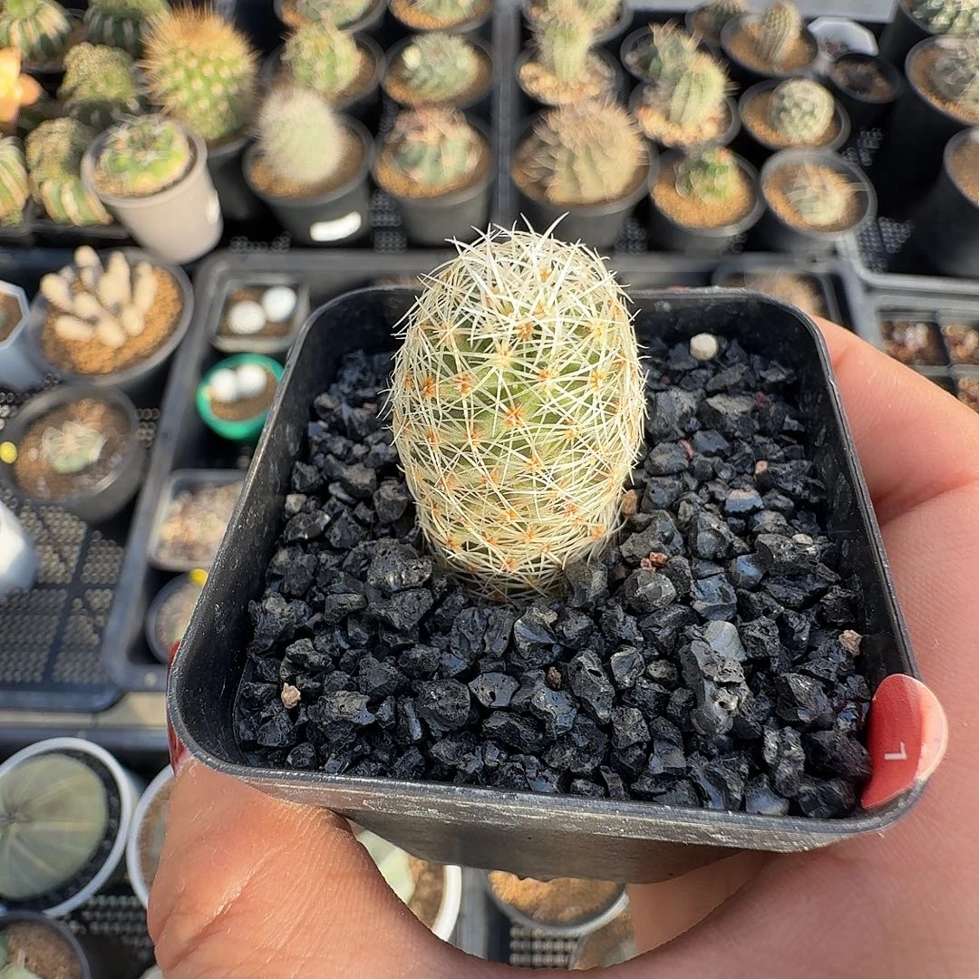 实生白豹丸脱土发货