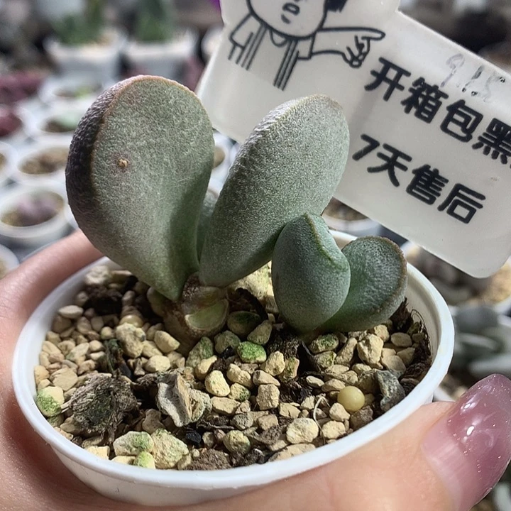 A7510–专拍专拍专拍