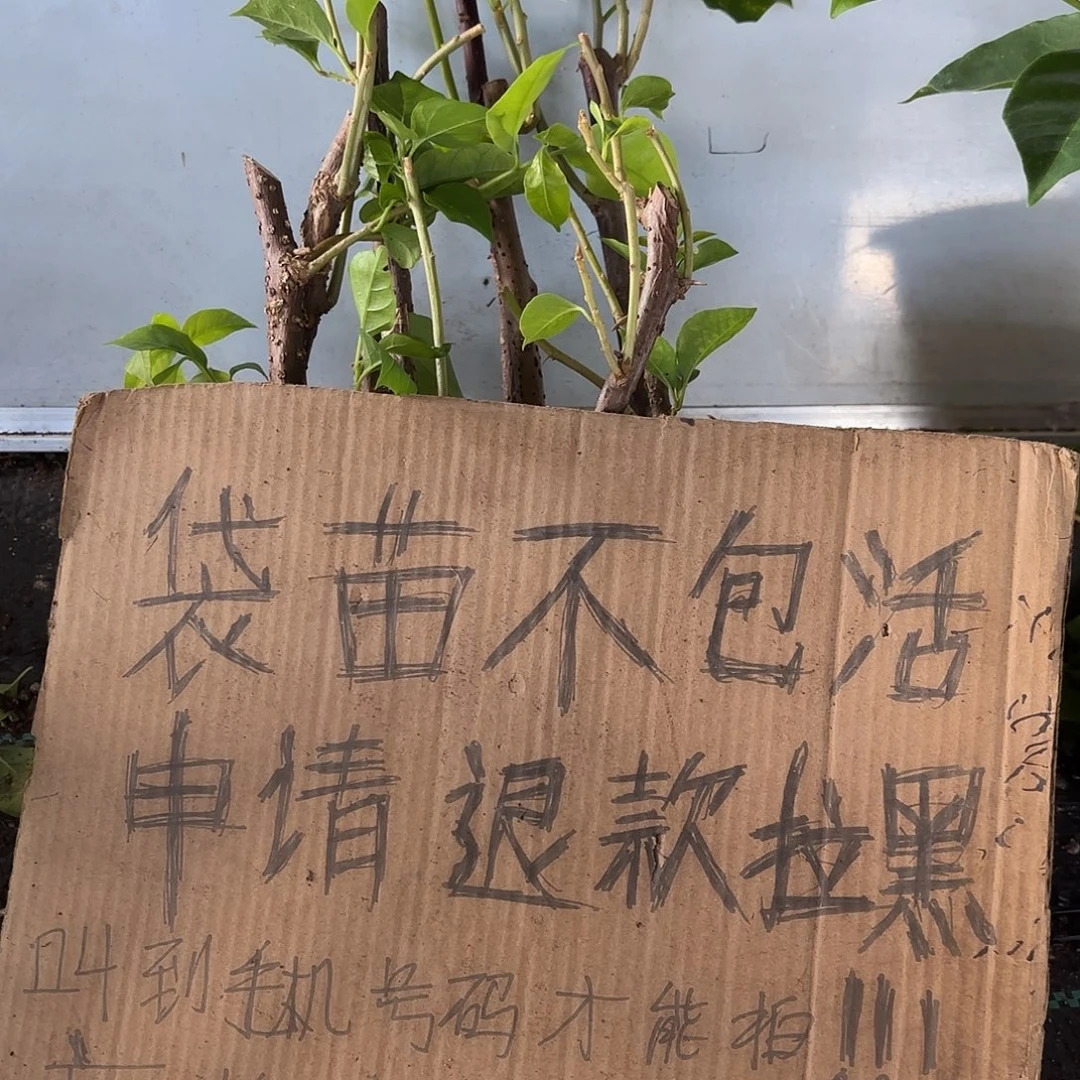 静****当前无花栽培后可以开花袋苗盲盒10颗