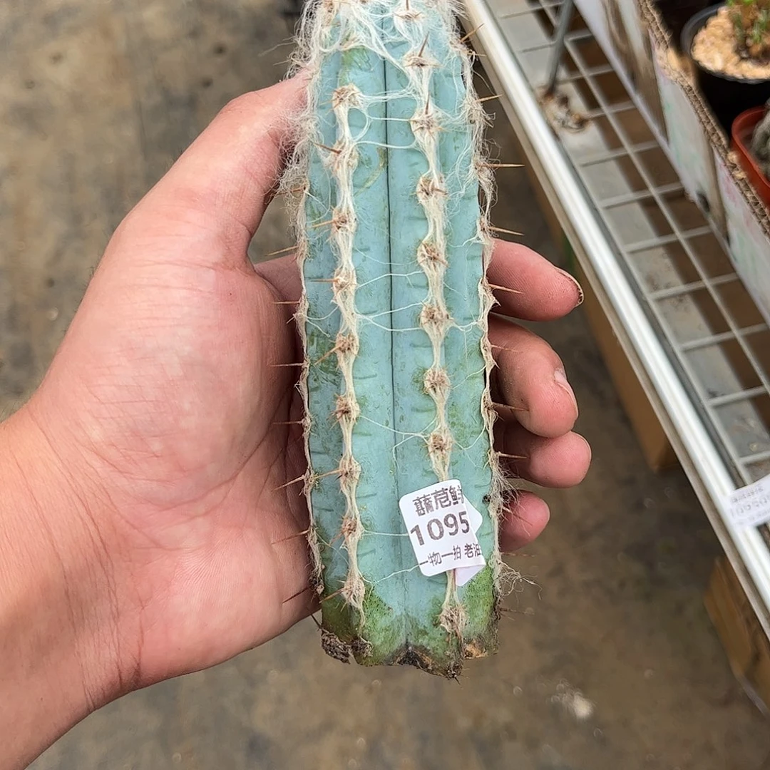 乌***木109543一物一拍单