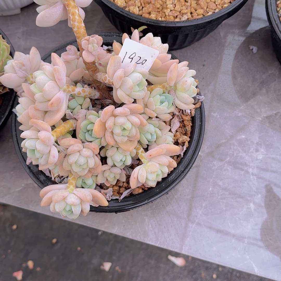 岁**好1920露凝香多肉植物