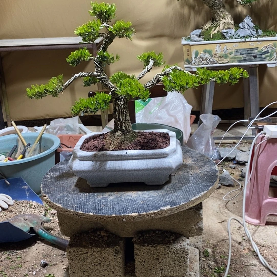 当前无花朵，栽培后可花朵