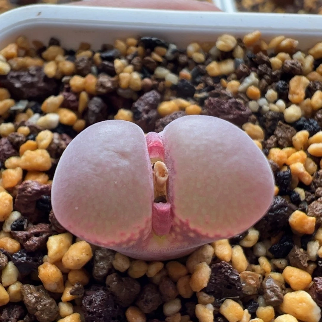无花朵实生风铃玉11