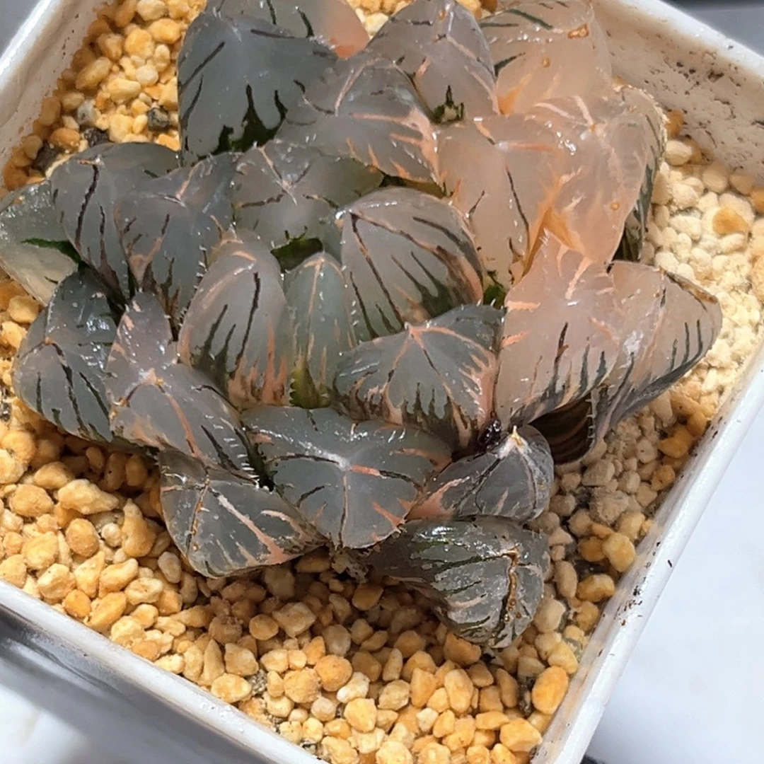 恭喜发财大吉大利5154