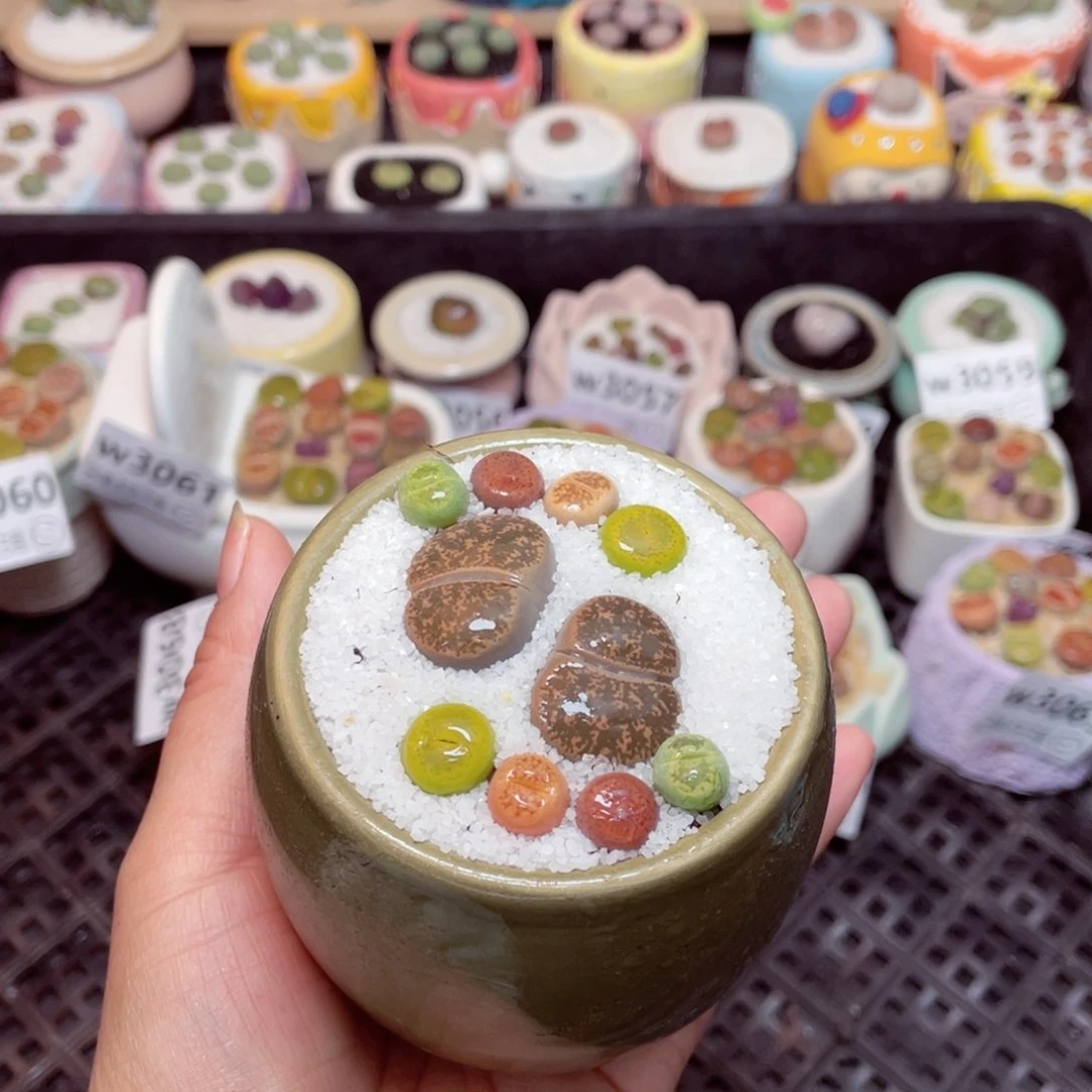 w3069 -零下地区拍保温箱-15支持寄养