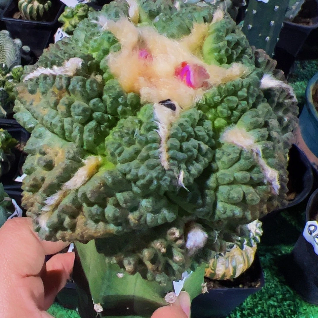 无花朵福利大尤龟甲带个侧芽969