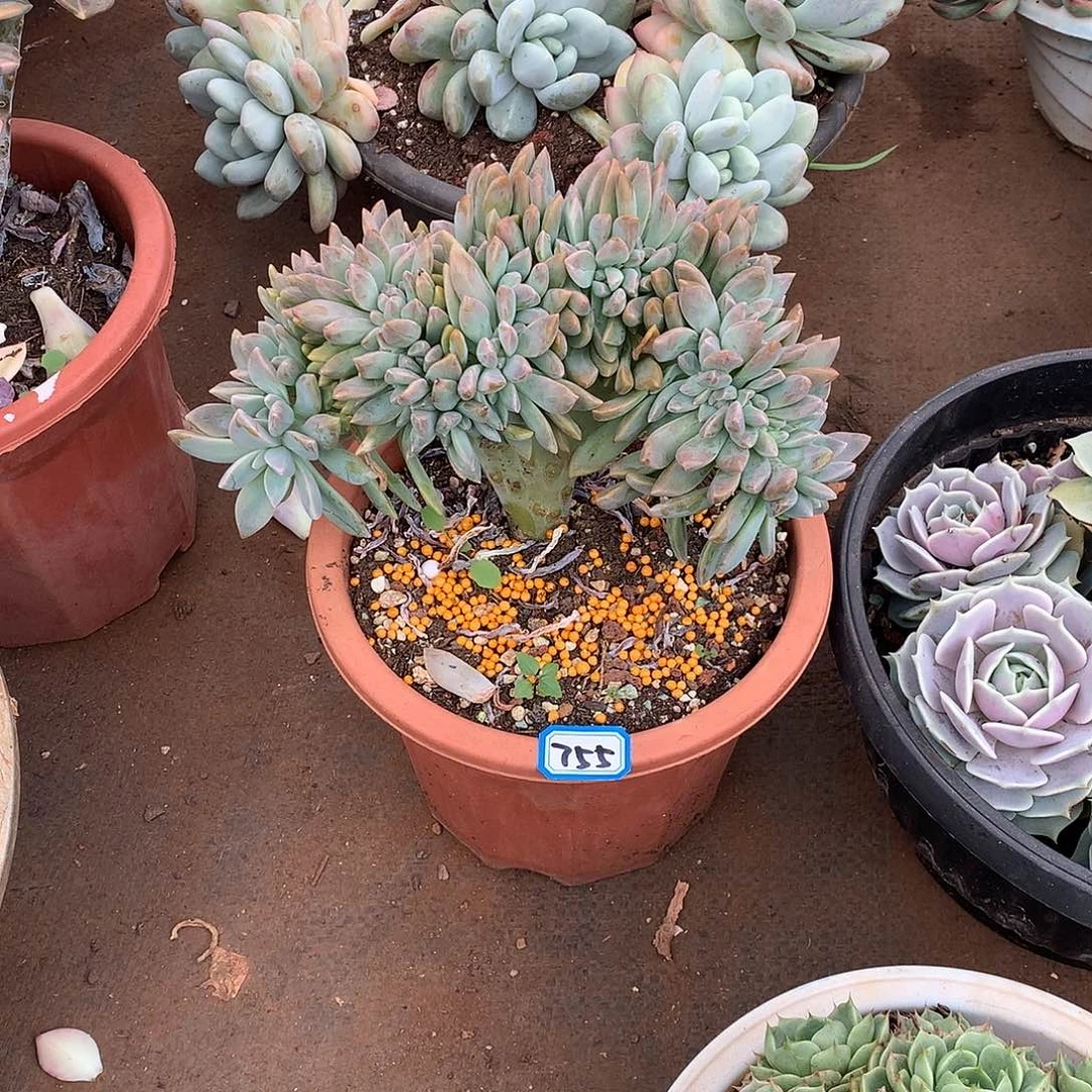 755淡雪缀一物一拍多肉