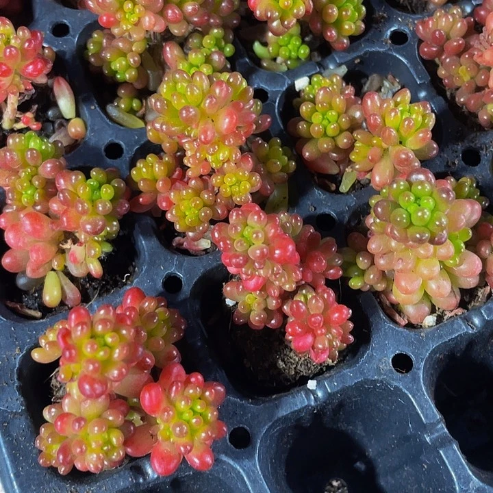 小浆果1元带土发