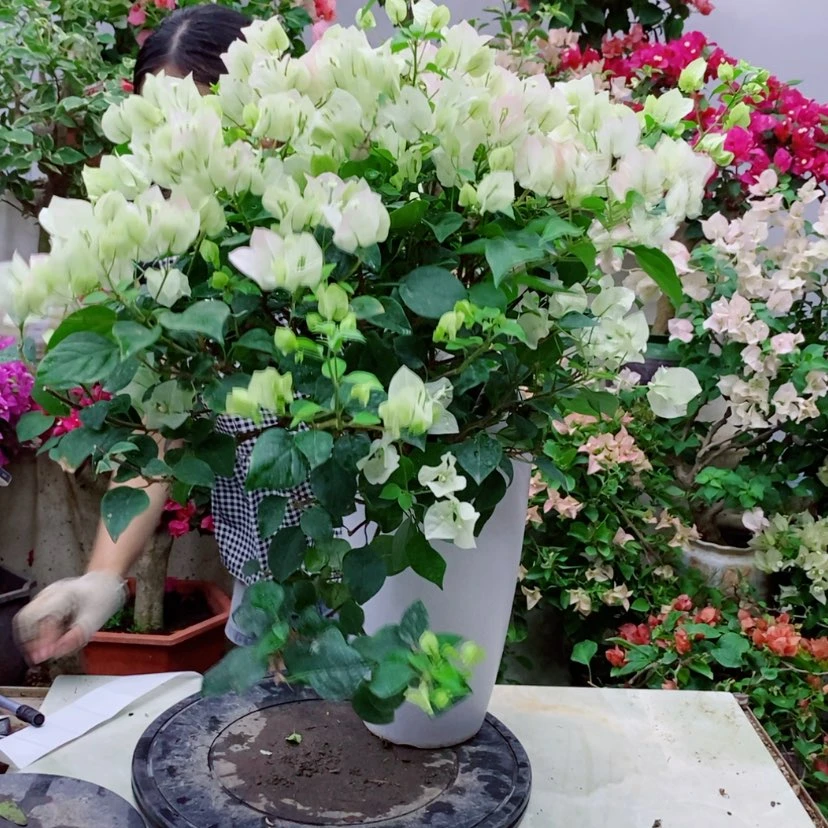 【闪购商品】完全开放