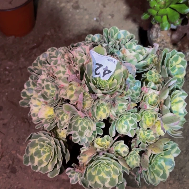 420迈巴赫多肉植物不售后