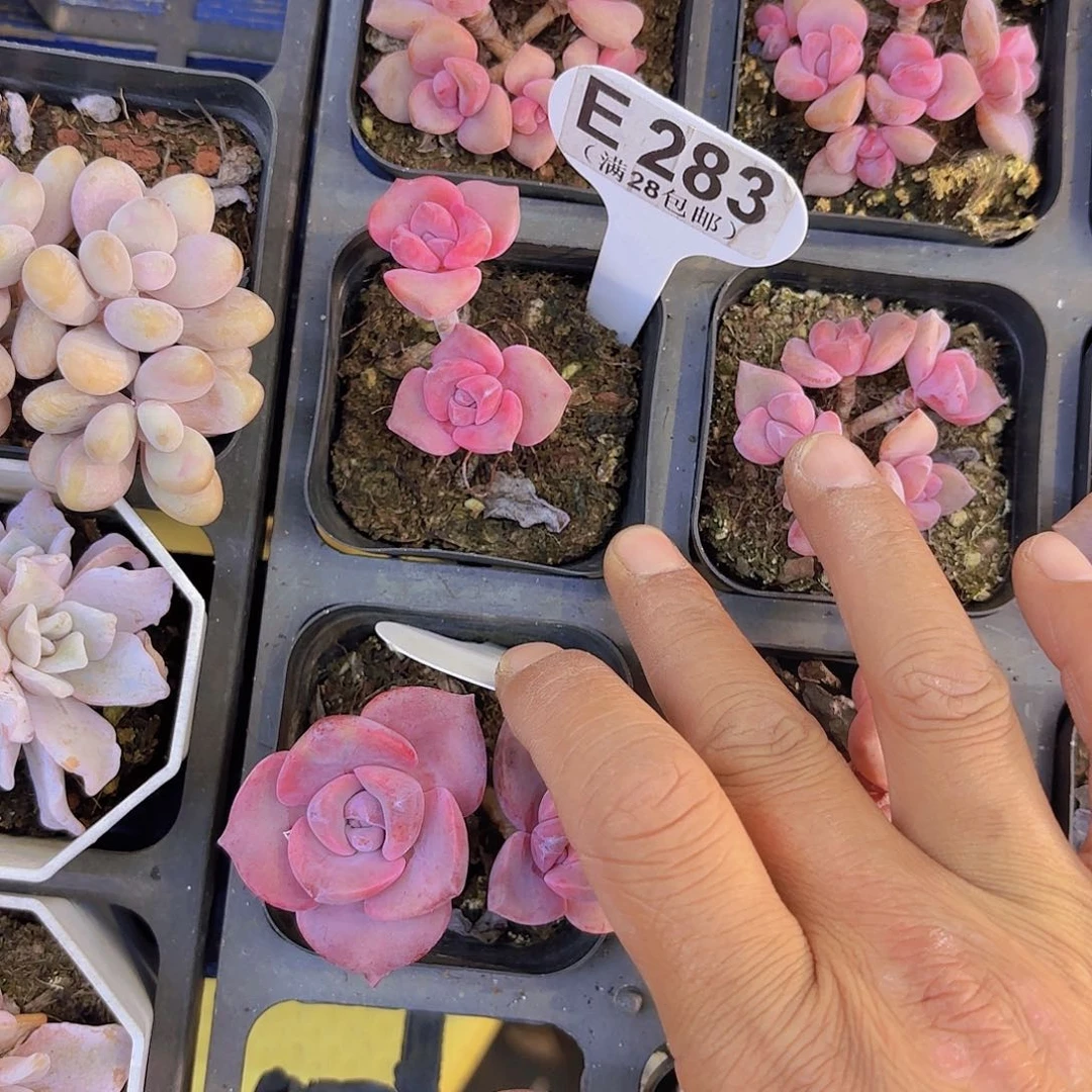 E283彩虹糖一物一拍