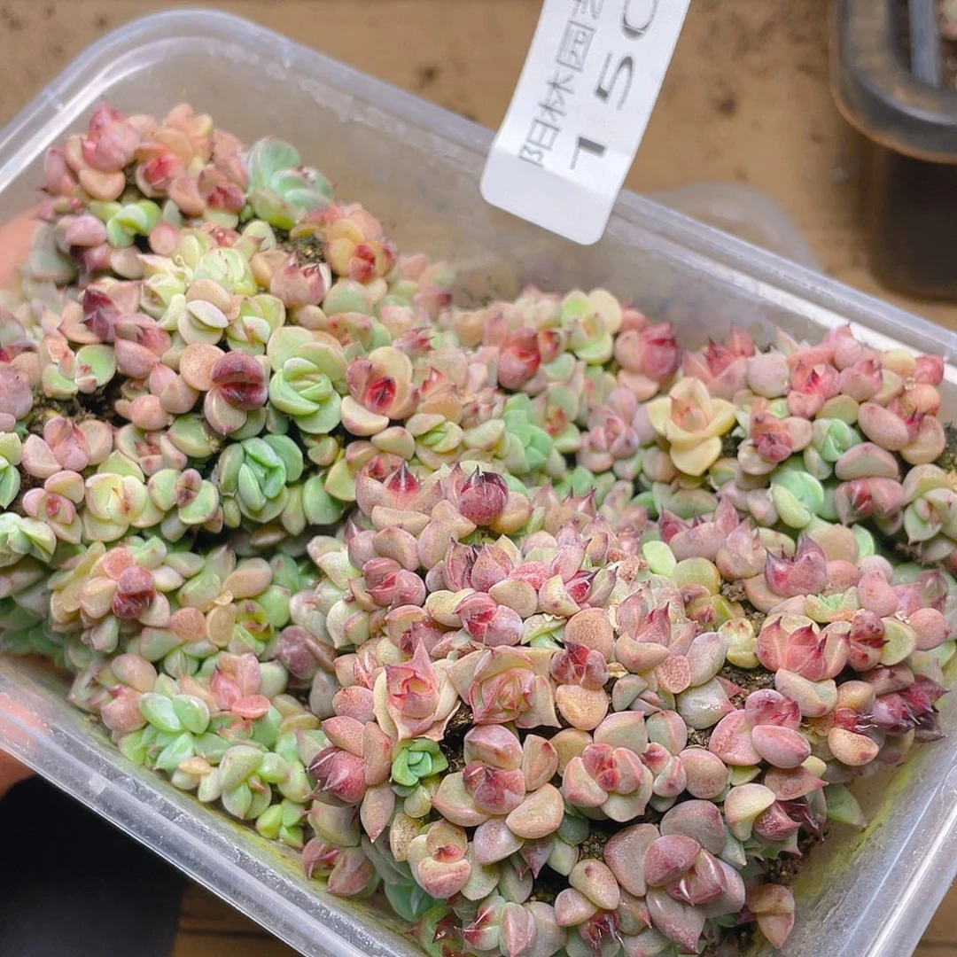 多肉植物多肉植物150