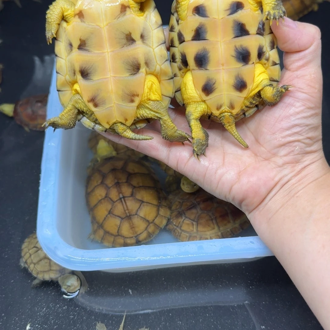 小***猫公宠物龟背甲8.5跟背甲9厘米