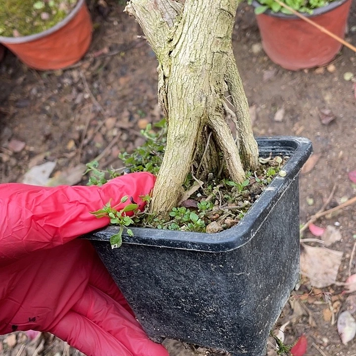 孙***圣无花朵30菊花菊花家花花姐