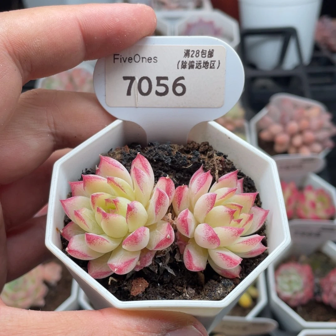 女王7056-6.5厘米