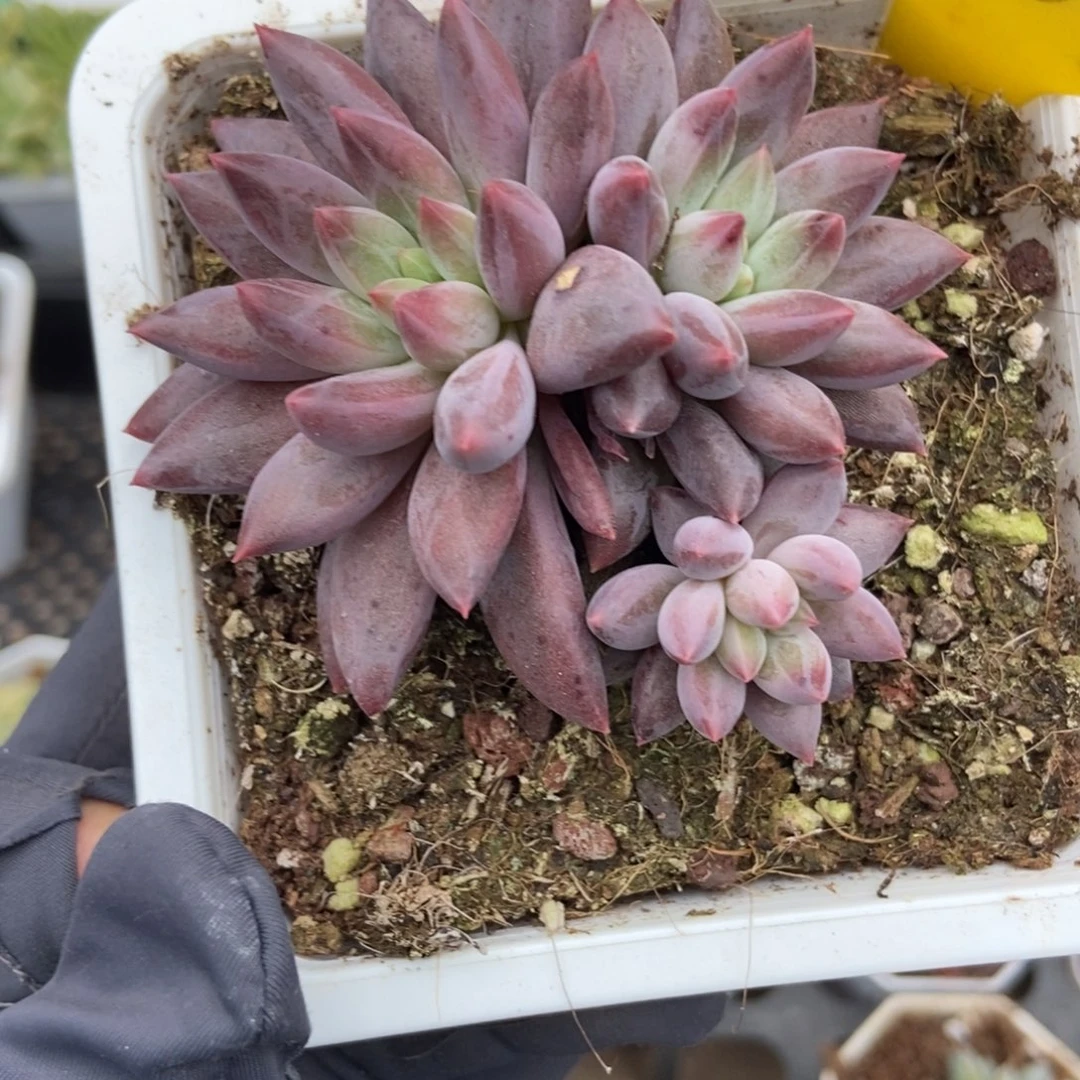 2014车厘子多肉植物