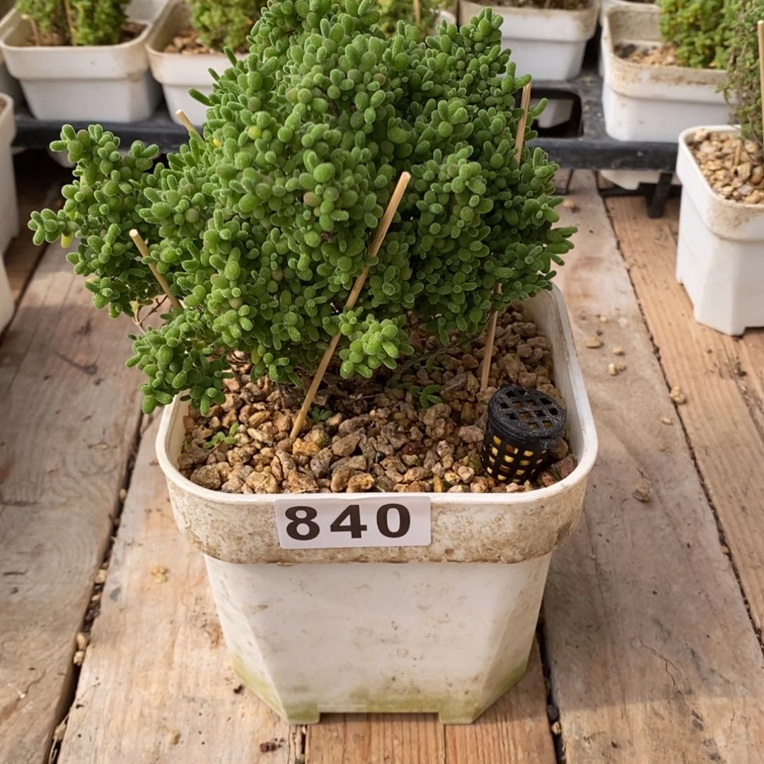 瞌**熊枝干番杏多肉植物840