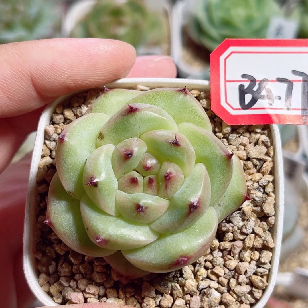 B477 一物一拍 无名