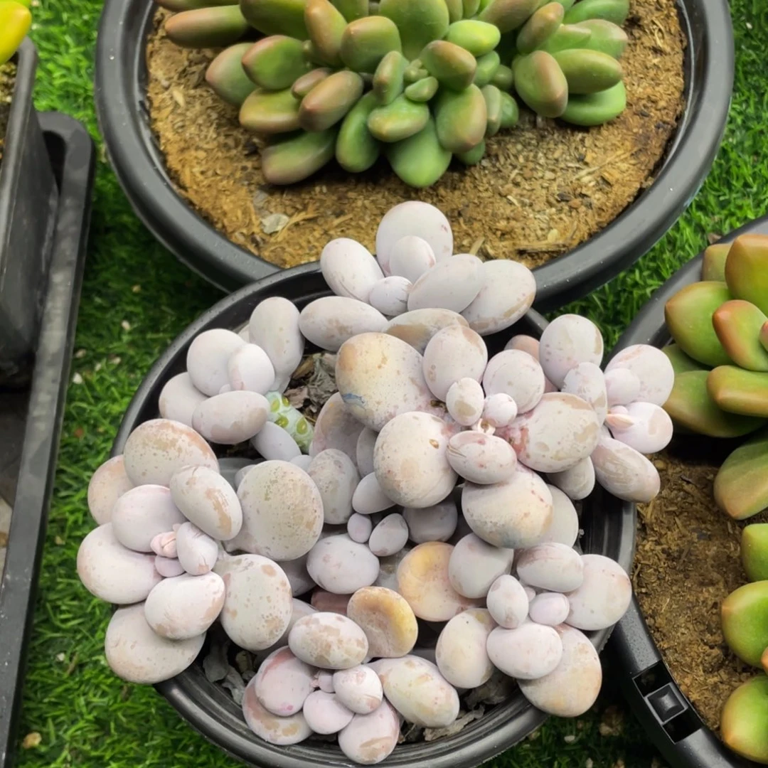 烟美人奶酪多肉植物