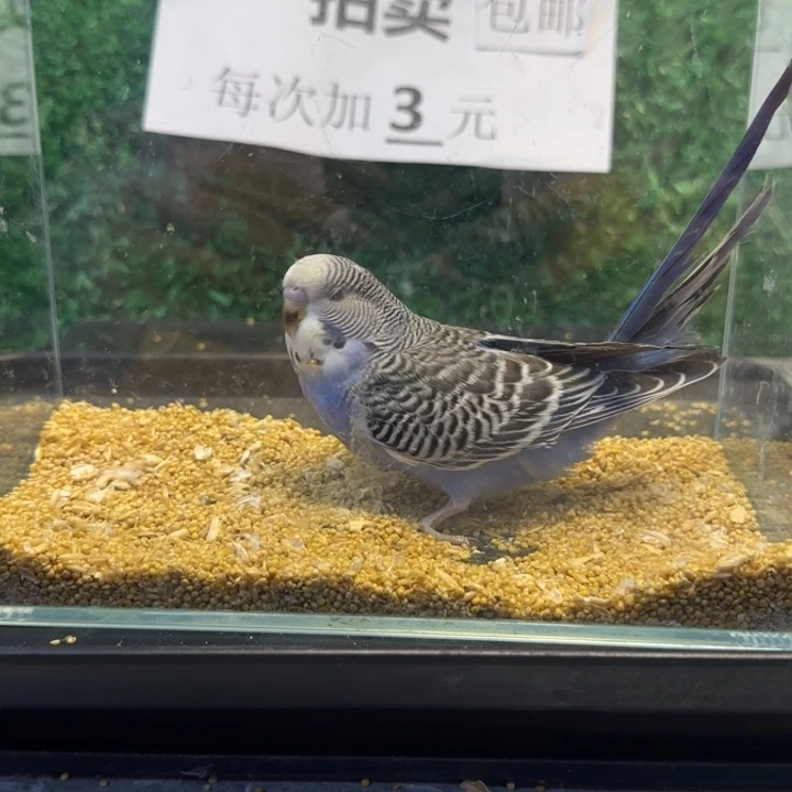 虎皮鹦鹉大头虎皮鹦鹉