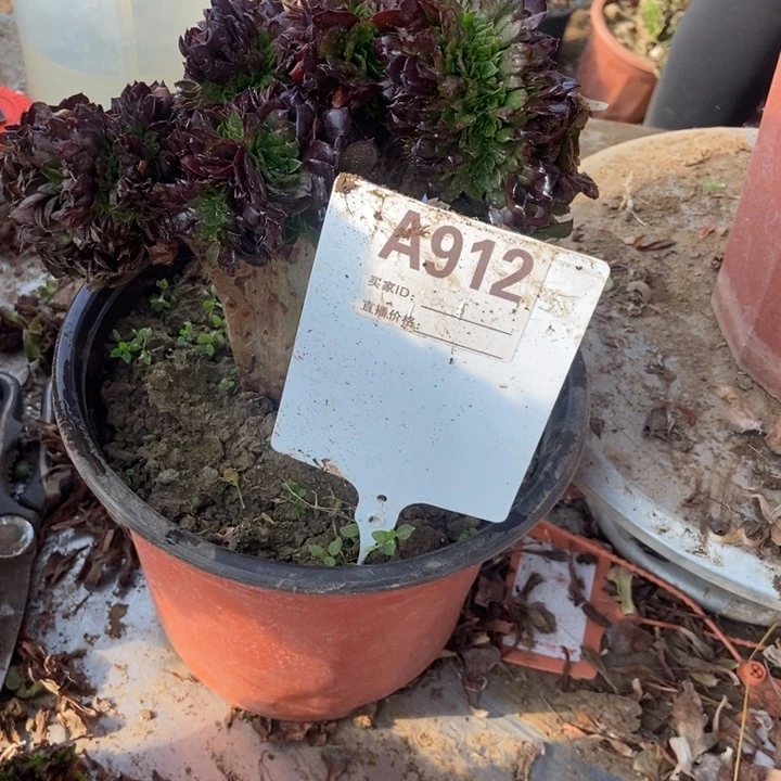 光***狂A912铜壶铜壶铜壶