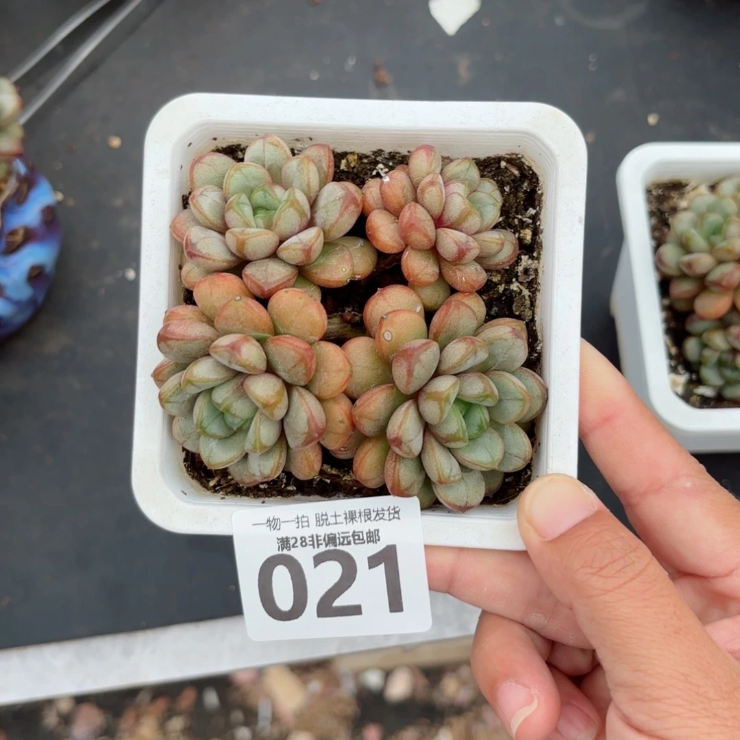 葡萄老桩无盆土发货