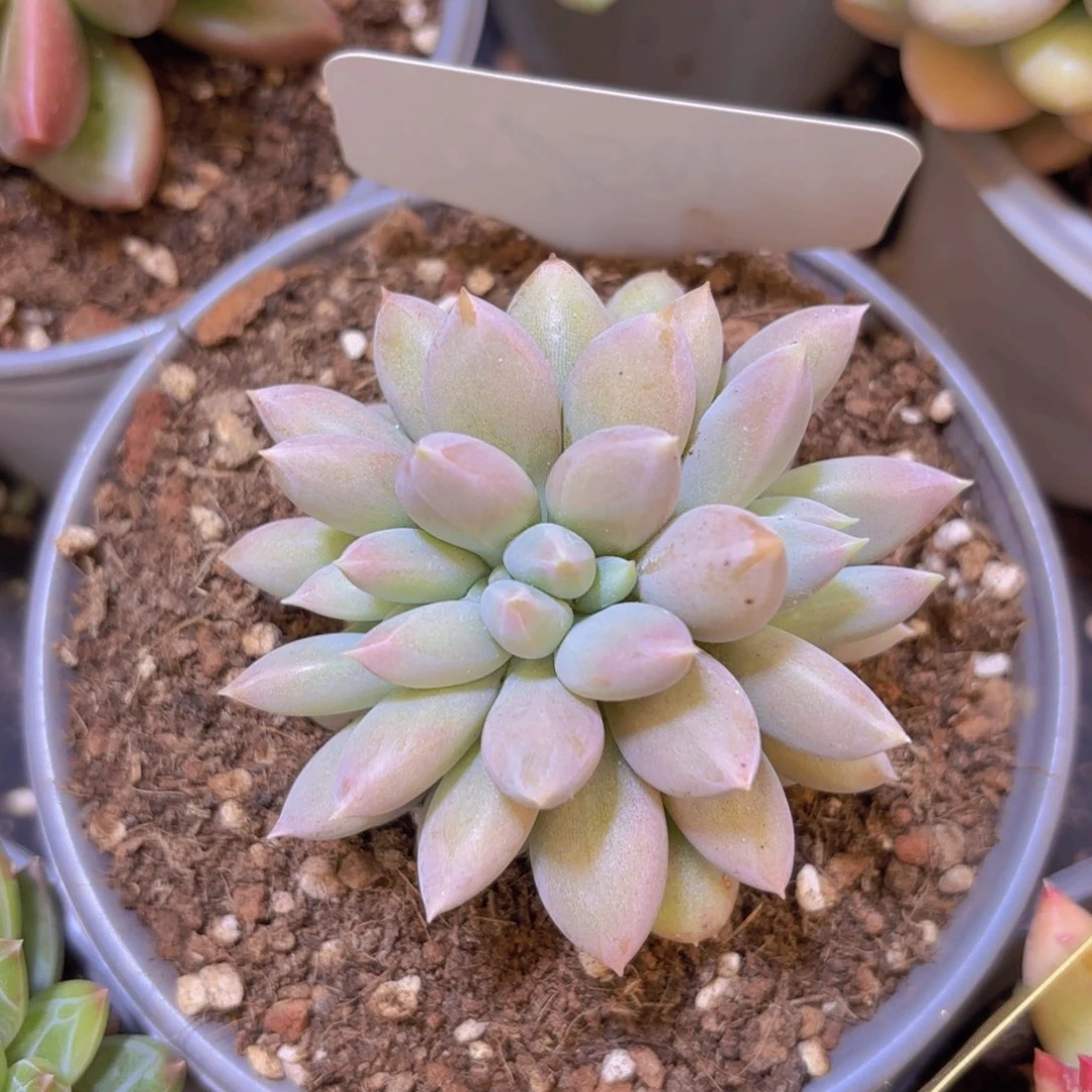 1***.云南金致家精品多肉