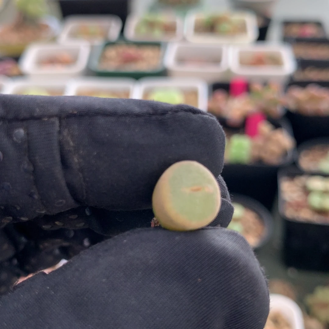 a921粉红女郎一颗