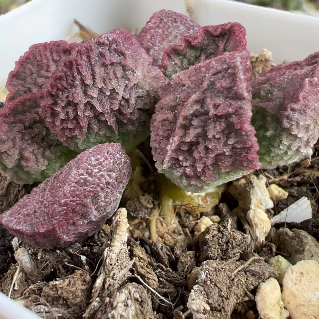 实生新品多头纯木质桩多肉植物