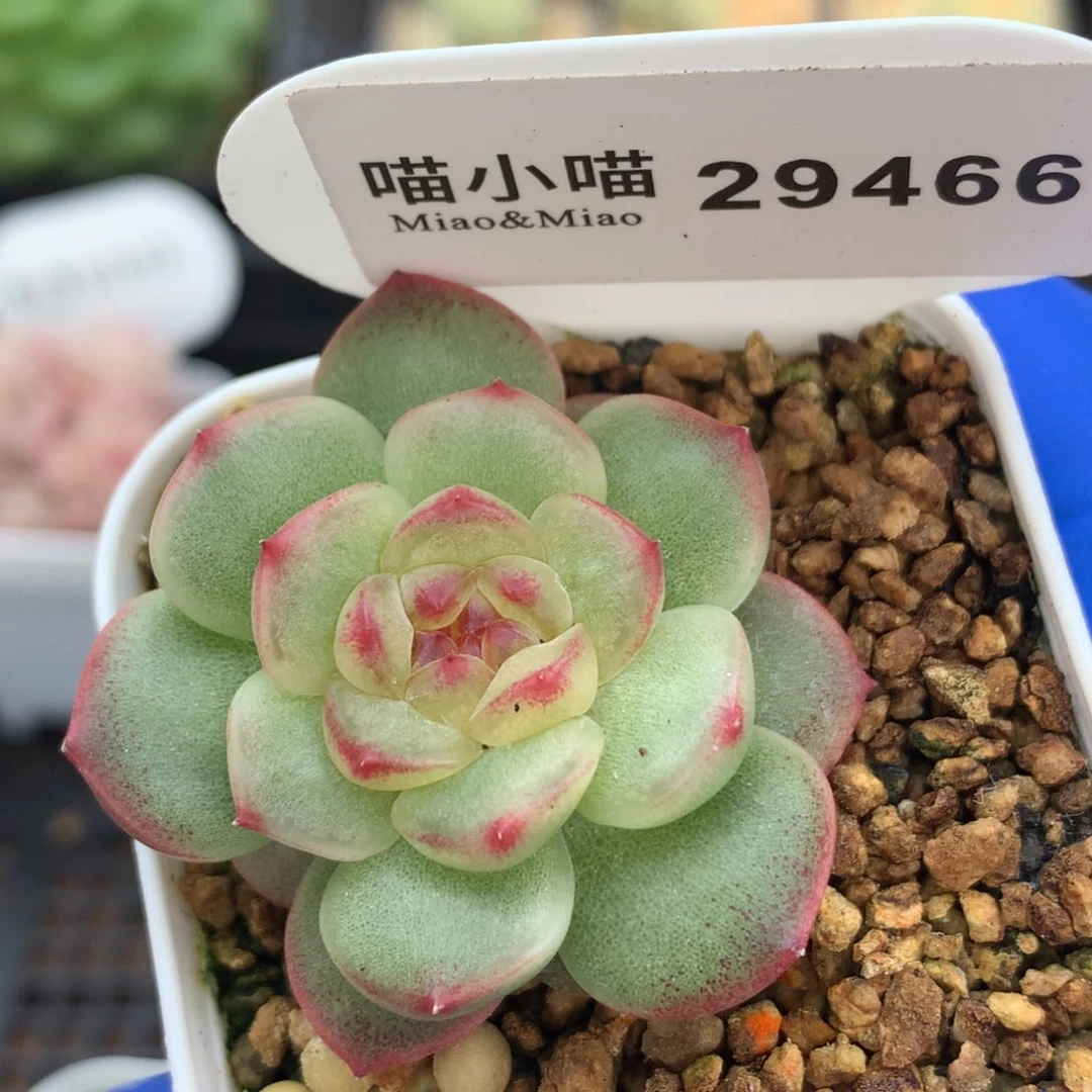 多肉植物杂交珍妮