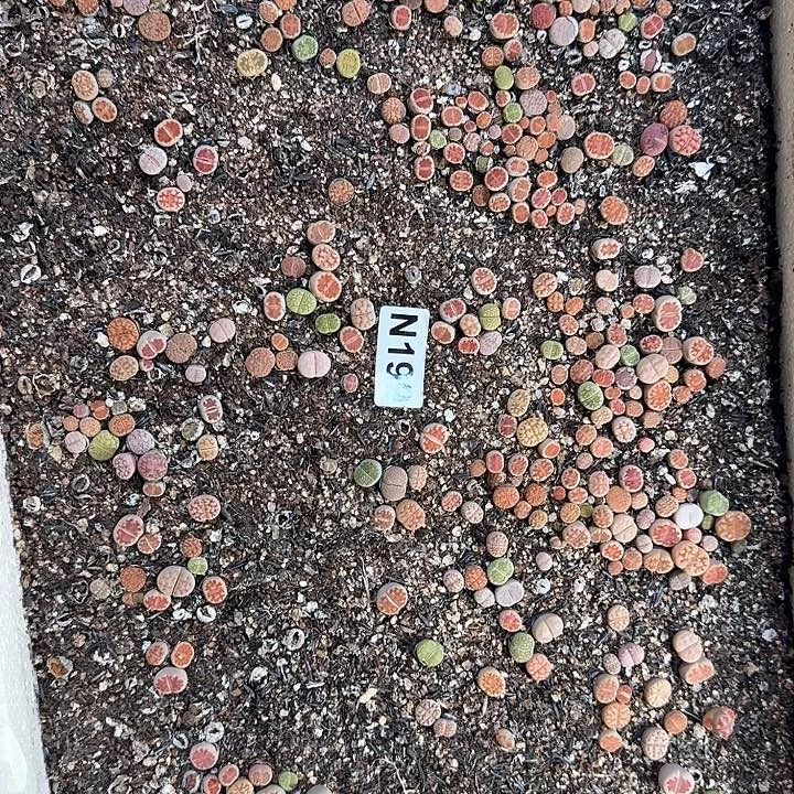 生199石花整筐脱土发货
