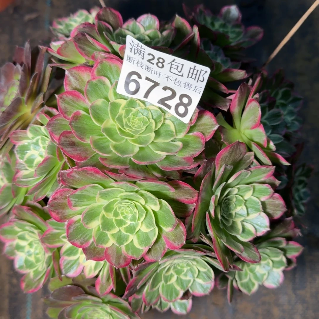 6728水蜜桃多肉植物