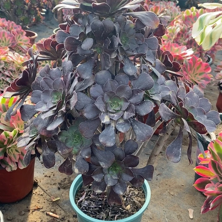 圆叶多肉植物6。