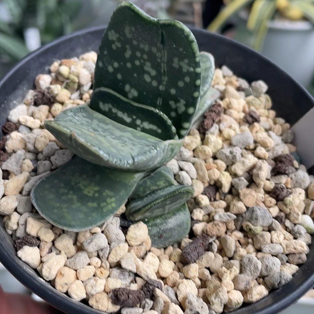 631号脱土发货111