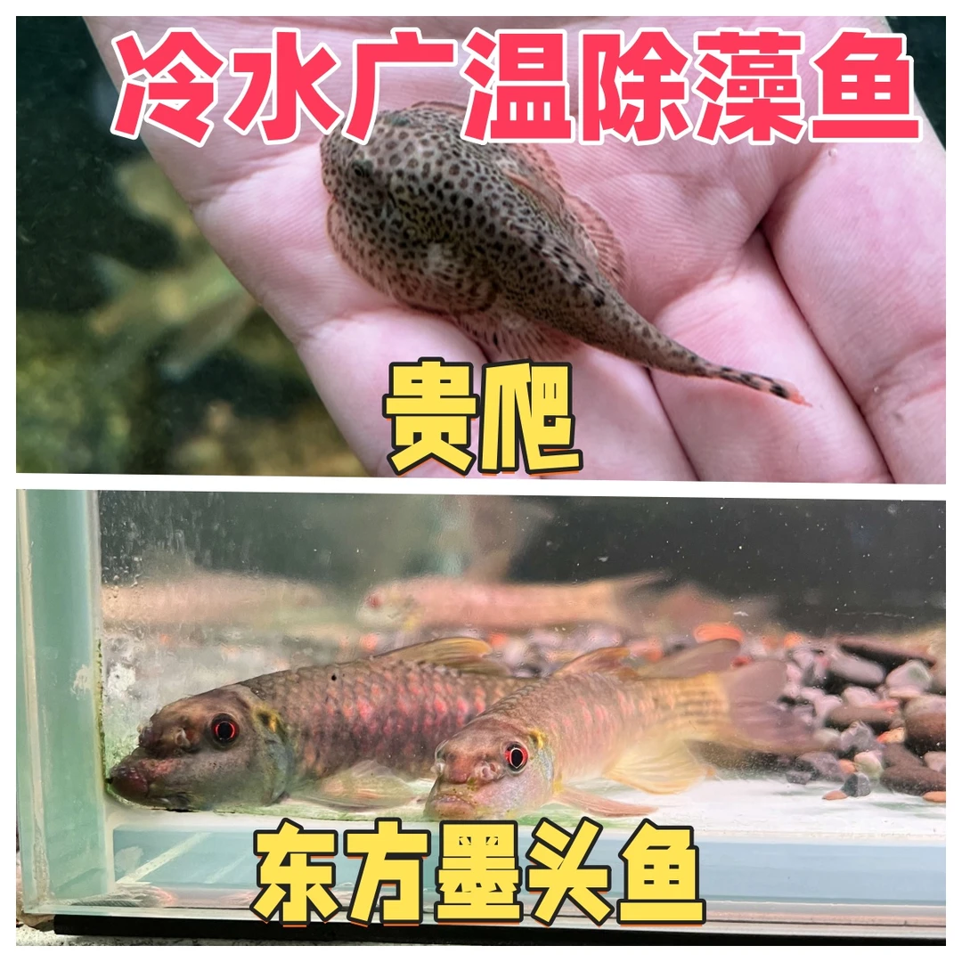 冷水除藻鱼贵州爬岩鳅 大型鱼混养除藻鱼东方墨头彩虹墨头