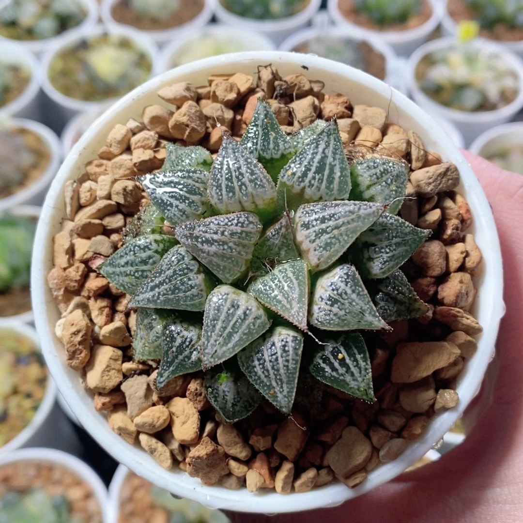 实生寿玉露多肉植物