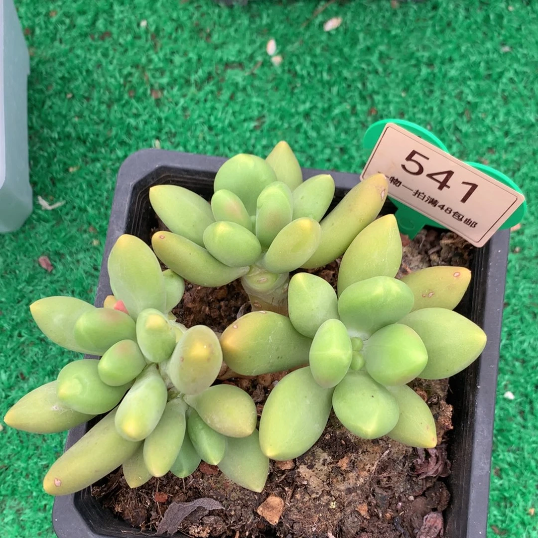 芒果奶无砍老桩541